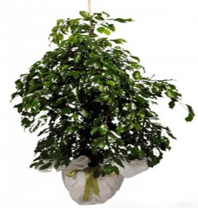  Alanya Çiçekçiler Ficus Benjamin